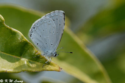 Celastrina lavendularis 02