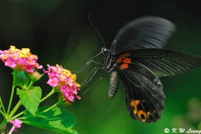 Papilio memnon DSC_4851