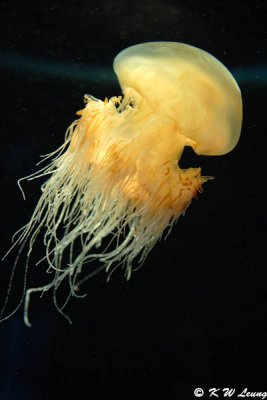 Jellyfish
