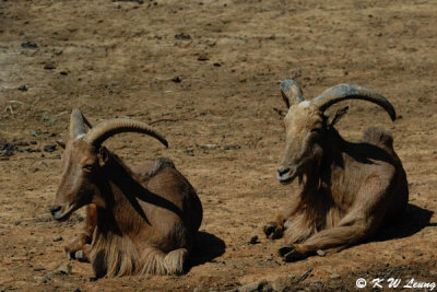Antelopes DSC_0401