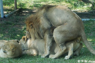 Lion Mating