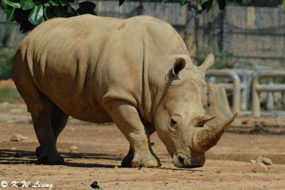 White Rhinocero DSC_0395