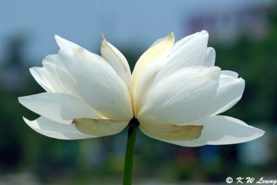 g5/75/35275/3/99308783.pkdkDmXV.jpg