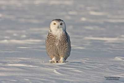 snowyowl080216_1364_800.jpg