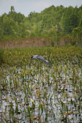 DSC_0888.JPG