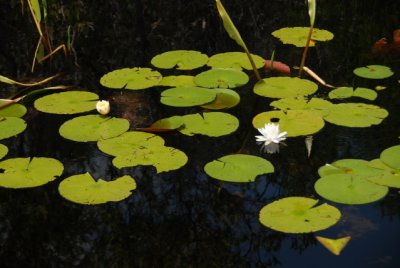 DSC_0895.JPG