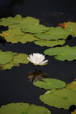 DSC_0898.JPG