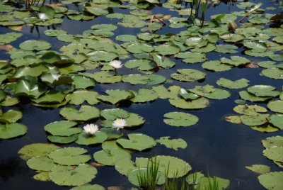 DSC_0913.JPG