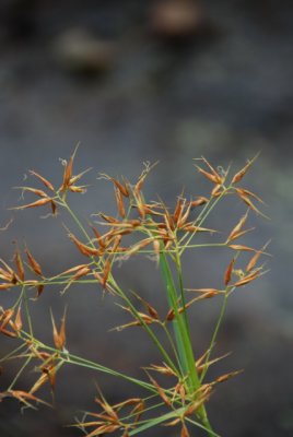 DSC_0928.JPG