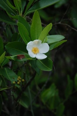 DSC_1031.JPG