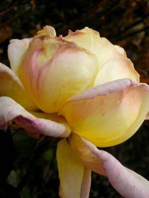 fading rose.jpg