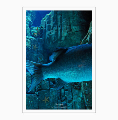 Oceanario 4