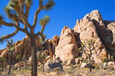 Joshua Tree 24752