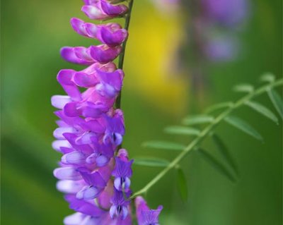 Purple Wildflower 16317