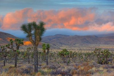 Joshua Tree At Sunrise 25795