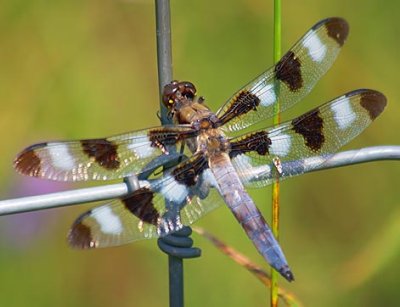 Dragonfly On A Fence 16774