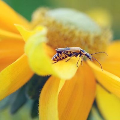 Bug On A Yellow-Orange Flower 17175