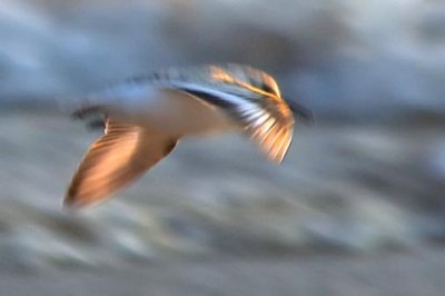 Wading Bird In Flight (crop) 23957