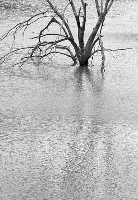 Drowned Tree (B&W) 20081028