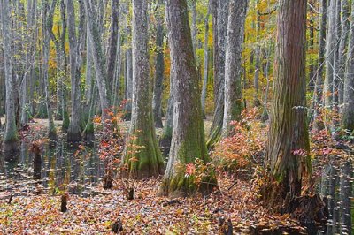Cypress Swamp In Autumn 25113
