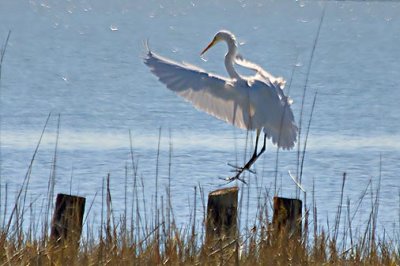 The Egret Is Landing 27575