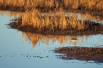 Bird In A Rice Field 28768