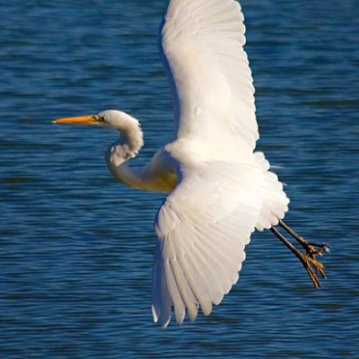 Egret In Flight 30552