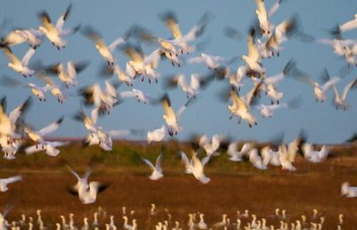 Snow Geese Flyout 30624