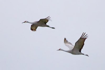 Sandhill Cranes In Flight 31352