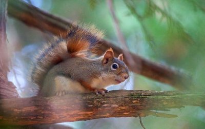 Red Squirrel On A Branch 52010