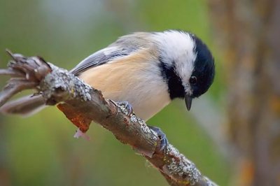 Chickadee On A Branch 52025