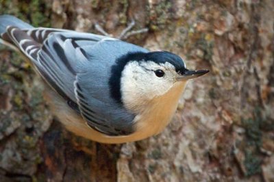 White-breasted Nuthatch 52065