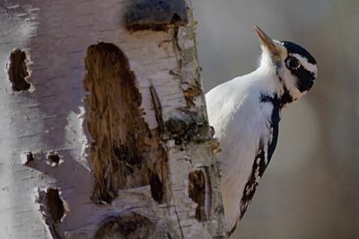 Hairy Woodpecker 52117