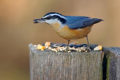 Red-breasted Nuthatch 52155