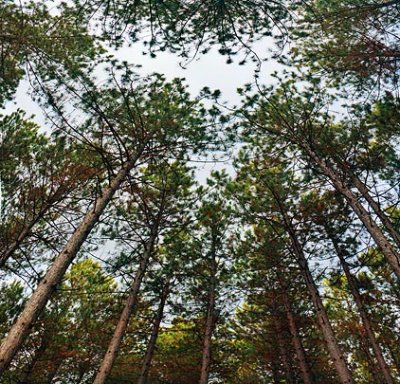 Pine Canopy 10108-10