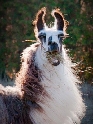 Backlit Hay-face Llama 20091118