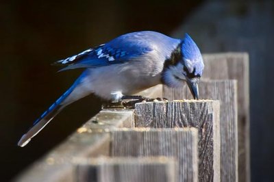 Blue Jay Snacking 52397