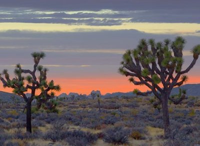 Joshua Trees At Sunset 25209