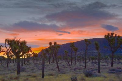 Joshua Trees At Sunrise 25627