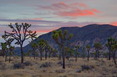 Joshua Trees At Sunrise 25629