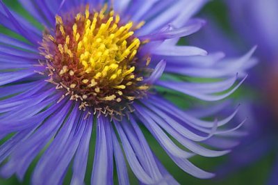 Purple Wildflower 41745