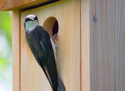 Tree Swallow On Bird Box 20080611
