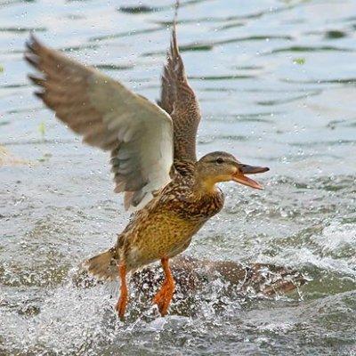 Excitable Duck 20080614