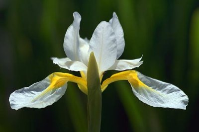 White & Yellow Flower 14956