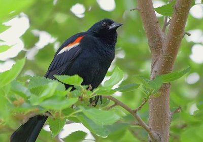 Red-winged Blackbird 15031