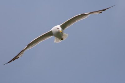 Gull In Flight 15030