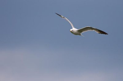 Gull In Flight 15029