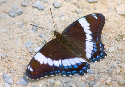White Admiral Butterfly 15080