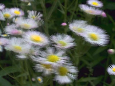 Wildflowers In The Wind 15260