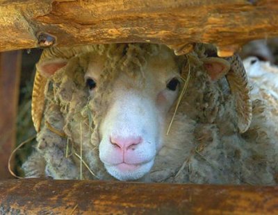 Nosy Sheep 15284
